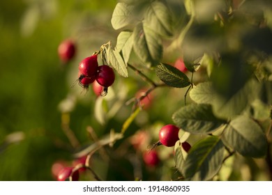 osehip tree and fruity, rosehip gathering, rosehip fruit for herbal treatment, ripe rosehip fruit,