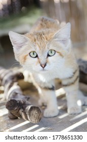 Osiris The Sand Cat Judging Me