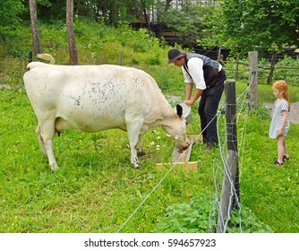 OSLO, NORWAY - JULY 11, 2016: Norwegian Museum Of Cultural History. Little Girl Observes As Her Father, Farmer, Feeds Cow On Farm