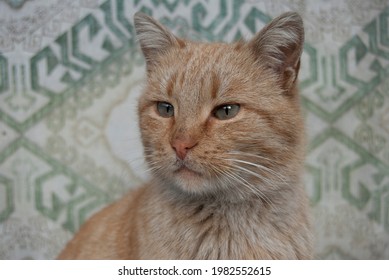 Osman The Cat In Front Of The Anatolian Rug Printed Curtain.