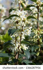 Osmanthus Burkwoodii Flower