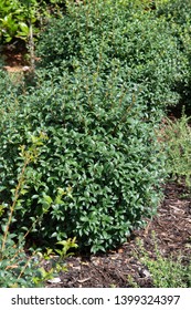 Osmanthus X Burkwoodii Garden Bush