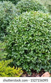 Osmanthus X Burkwoodii - Outside Plant