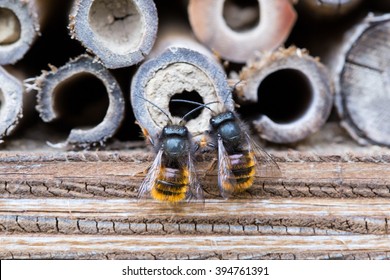 Osmia Cornuta, A Specie Of Solitary Bees, On A Wooden Nesting Site.