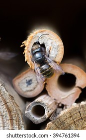 Osmia Cornuta, A Specie Of Solitary Bees, On A Wooden Nesting Site.