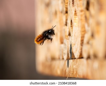 Osmia wall bee flying in front of nest, sunny day in spring, Vienna (Austria)