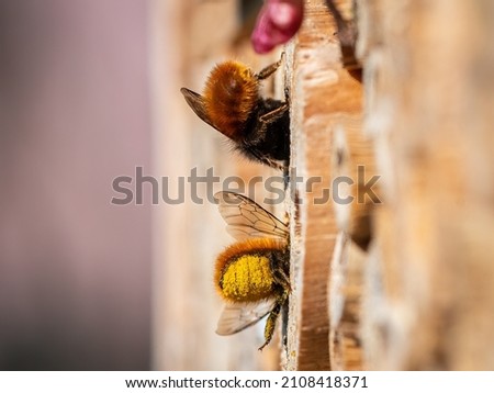 Osmia wall bees sitting on nesting aid, sunny day in spring, Vienna (Austria)