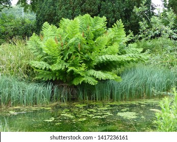Osmunda regalis, or royal fern, „Purpurascens”  Osmundaceae family