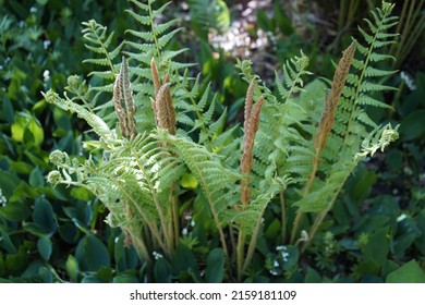 Osmundastrum is genus of leptosporangiate ferns in the family Osmundaceae with one living species, Osmundastrum cinnamomeum, the cinnamon fern.