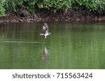 osprey