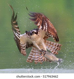 Osprey