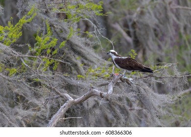 Osprey