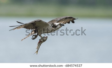 Osprey