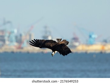 Osprey Aero-diving After Fish Over James River With The Newport News Shipyard In Background. 