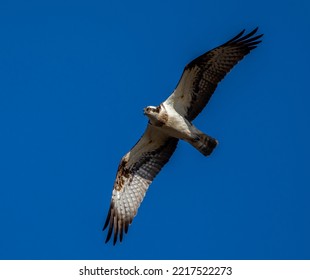 Osprey From Africa In Scotland For The Summer