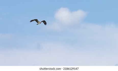 Osprey Against Blue Sky - Mid Swoop