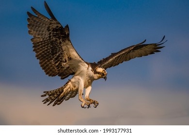 Osprey Air Open Wings During Sunset Stock Photo 1993177931 | Shutterstock