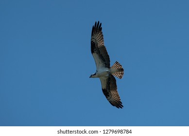 Osprey At Atchafalaya Swamp