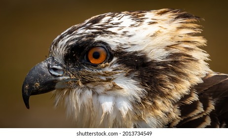 Osprey Baby Next To The Water On The River