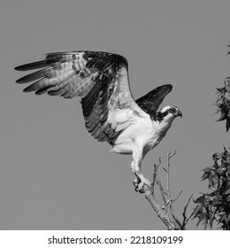 A Osprey Bird (Fish Hawk)