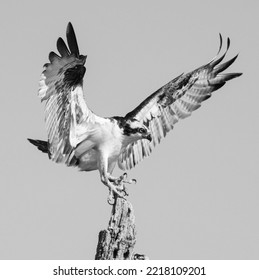 A Osprey Bird (Fish Hawk)