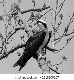 A Osprey Bird (Fish Hawk)