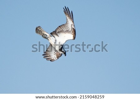The Osprey Bird in Flight 