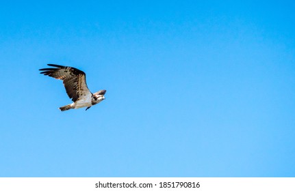 Osprey Bird In Okayama, Japan. Wild Bird