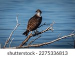 Osprey Bird photography. An osprey sits on a branch near a waterway at NASA
