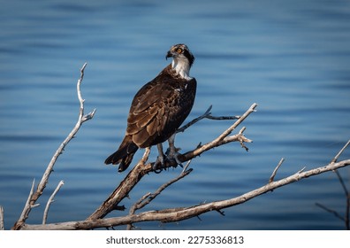 Osprey Bird photography. An osprey sits on a branch near a waterway at NASA's Kennedy Space Center in Florida. The center shares a border with the Merritt Island National Wildlife Refuge. save animal