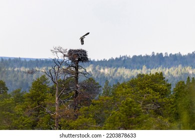 Osprey Bird Of Prey Near Its Nest