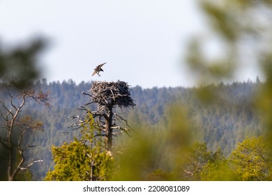 Osprey Bird Of Prey Near Its Nest