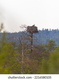 Osprey Bird Of Prey Near Its Nest