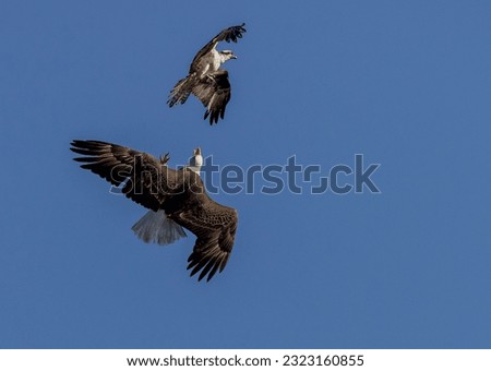 Osprey and Blad Eagle fighting