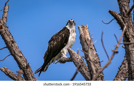 2,007 Western osprey Images, Stock Photos & Vectors | Shutterstock