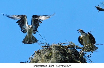 Osprey Breeding Mating Pair In Nest 