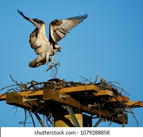 Osprey Bringing Twigs To Nest, Cranbrook, Bc, Canada