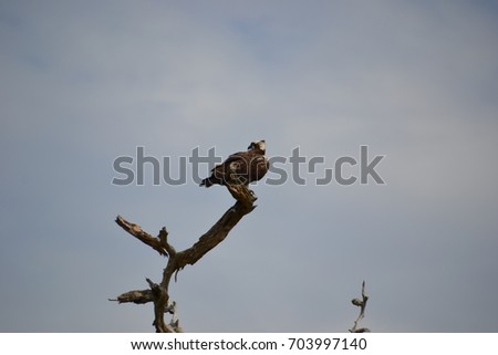 osprey also called fish eagle, sea hawk, river hawk, and fish hawk 