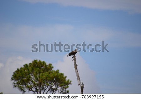 osprey also called fish eagle, sea hawk, river hawk, and fish hawk 