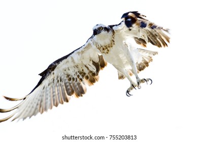 The Osprey At The Canning River, Western Australia