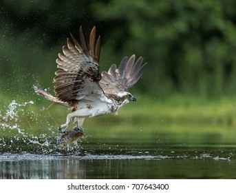 Osprey catching a brown trout