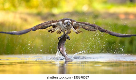 Osprey Catching Fish 