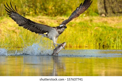 Osprey Catching Fish 