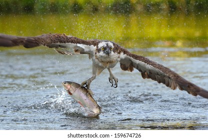 Osprey Catching Fish 