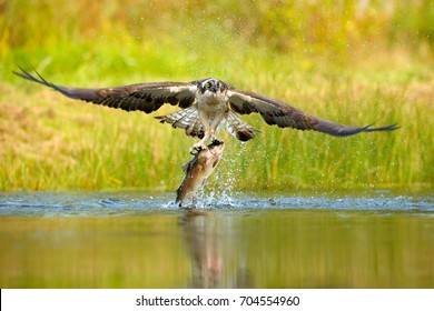 Osprey catching fish