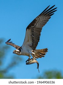 Osprey catching a fish meal