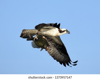 An Osprey is caught in this incredible Image with it's prey, a Black Crappie, held tight by powerful talons. 