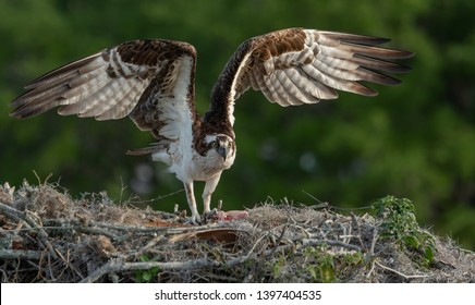 An Osprey in Central Florida 