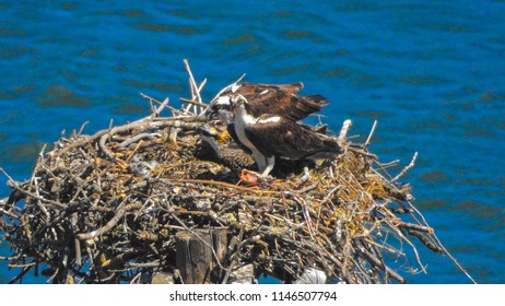 Osprey & Chicks 