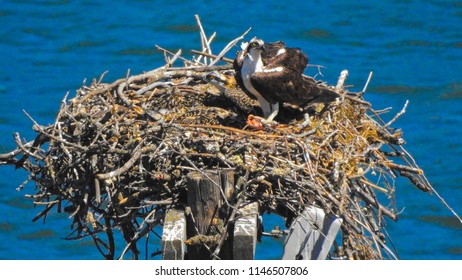 Osprey & Chicks 